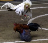 Đá gà cựa dao và những bí mật có thể bạn chưa biết!!!